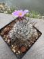 Preview: Mammillaria insularis